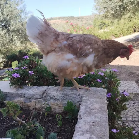 Alojamento de Acomodação e Pequeno-almoço Ronnavona Chiaramonte Gulfi