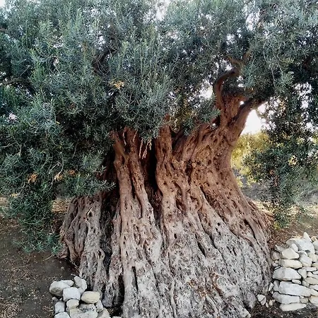 Ronnavona Alojamento de Acomodação e Pequeno-almoço