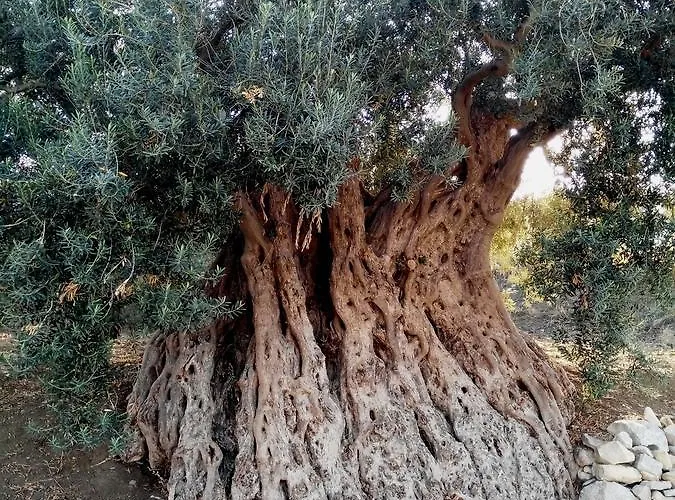 Ronnavona Oda ve Kahvaltı